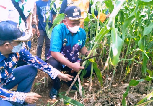 Wabup Pringsewu panen sorgum perdana di pekon Pandan Sari