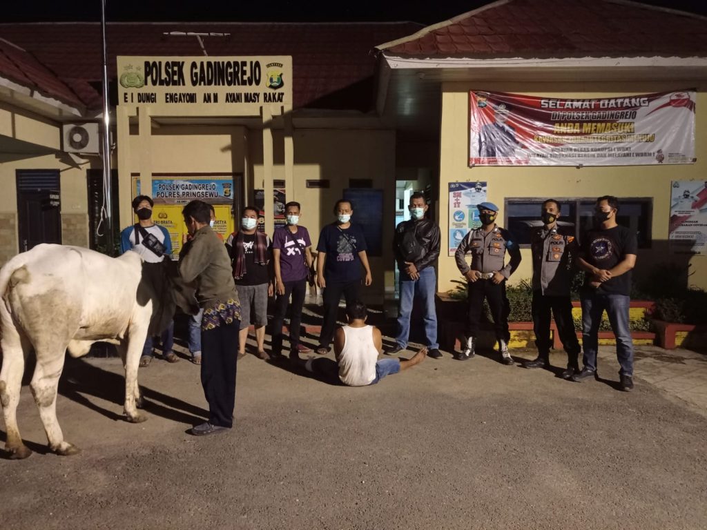 Pelaku Pencurian Sapi Berupaya Lawan Petugas, Tim Buser Polsek Gadingrejo Lumpuhkan Pelaku Dengan Timah Panas