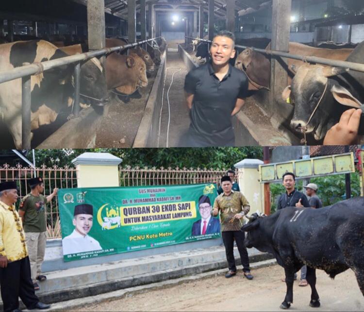 Anggota DPR RI F-PKB Muhammad Kadafi Kembali Qurban 30 Ekor Sapi