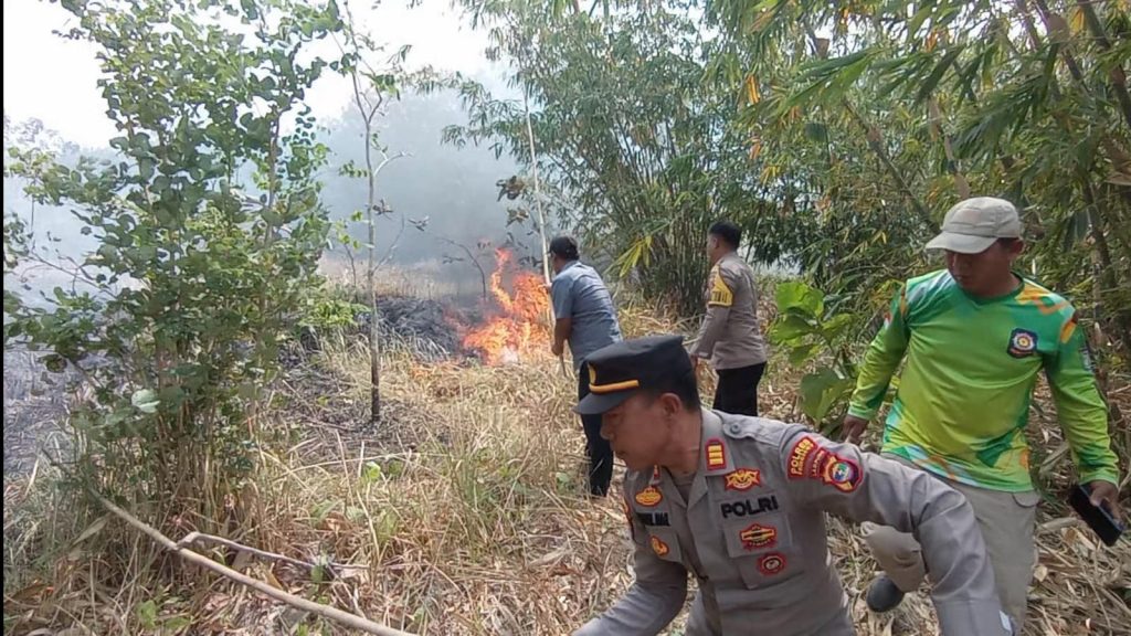 Kembali Terjadi Kebakaran Lahan di Pringsewu, Lampung: Tanaman Jati dan Bambu Dilalap Api