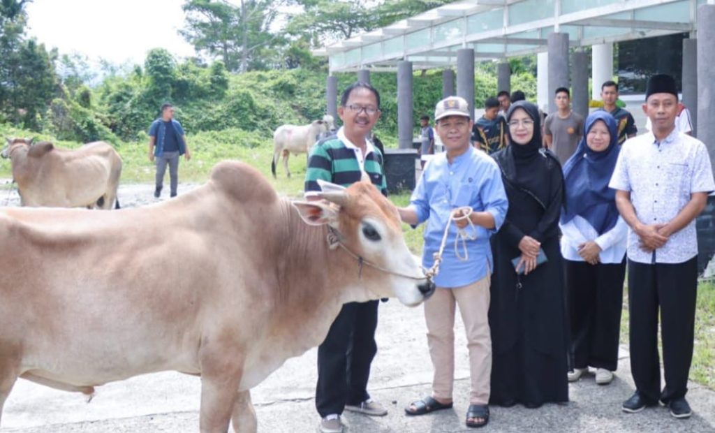 Bupati Agus Istiqlal Berasama Ketua DPRD Pesibar Serahkan 20 Ekor Sapi Qurban