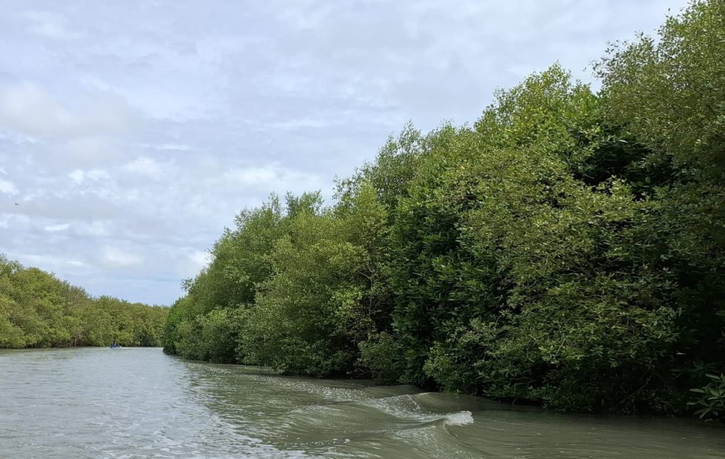 DINAS KEHUTANAN LAMPUNG REHABILITASI 5 HEKTARE MANGROVE DI SRI MINOSARI
